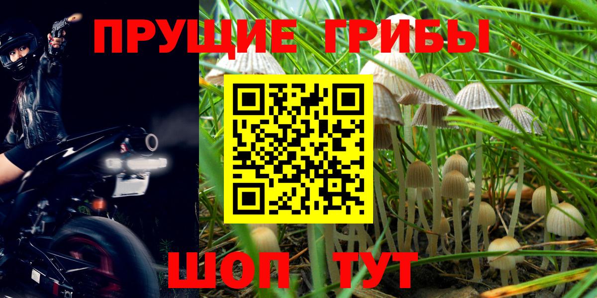 Галлюциногенные грибы Psilocybine cubensis  Галлюциногенные грибы мухоморы  Владивосток 